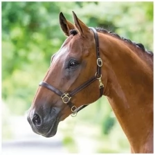 Недоуздок для лошади кожаный SHIRES BRIDLEWAY, COB, коричневый (Великобритания)